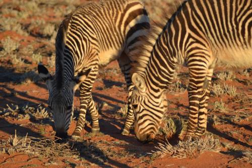 08 - Kalahari zebre (27)