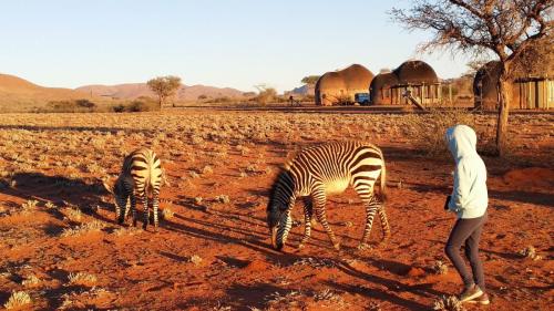 08 - Kalahari zebre (5)