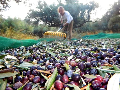 Récolte d'olives de Toscane