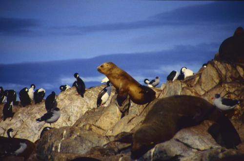 Argentine-Ushuaia-21