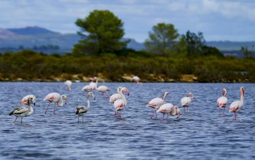 JOUR-10-salinas-El-Trenc-falaises-39