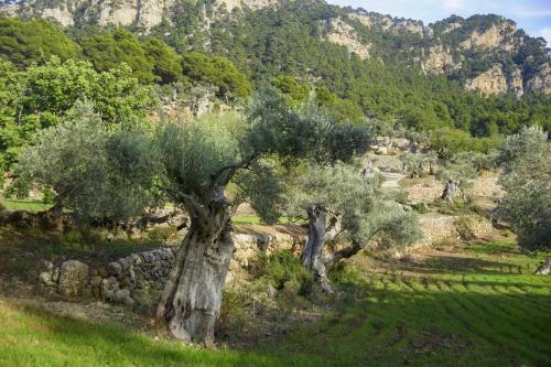 JOUR-2-Valldemossa-Deia-64