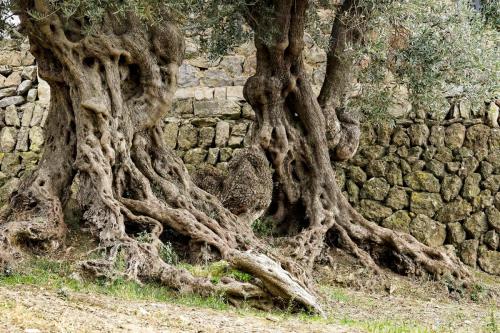 JOUR-2-Valldemossa-Deia-75