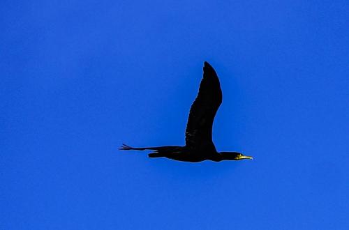 JOUR-5-Pollenca-Albufera-38