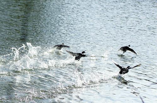 JOUR-5-Pollenca-Albufera-44