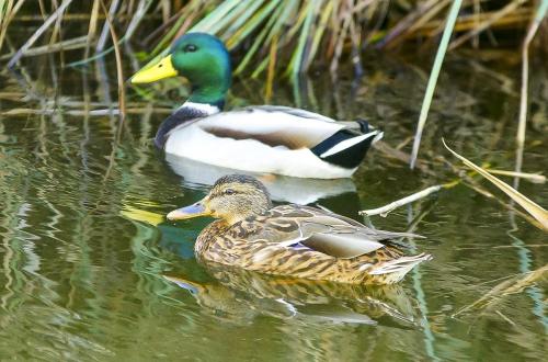 JOUR-5-Pollenca-Albufera-50