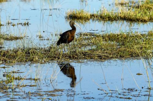 JOUR-5-Pollenca-Albufera-59