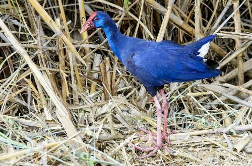 JOUR-5-Pollenca-Albufera-63