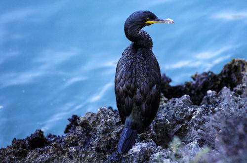 JOUR-5-Pollenca-Albufera-64