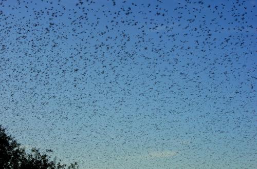 JOUR-5-Pollenca-Albufera-66