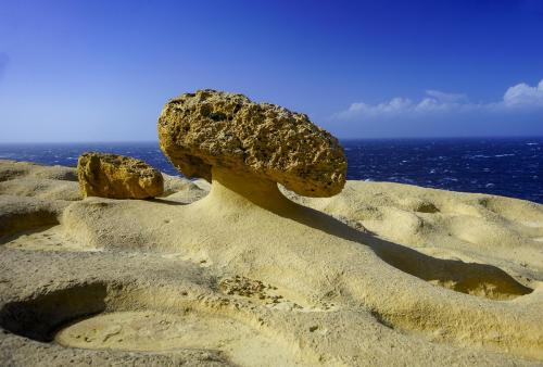 JOUR-6-cote-mushroom-2 (1)