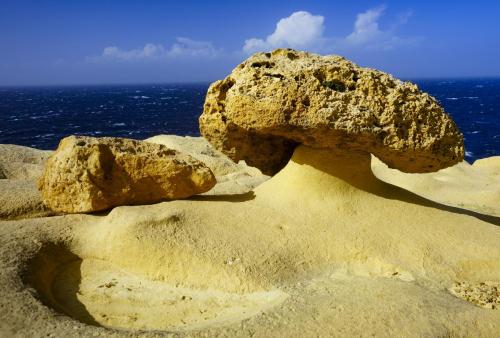 JOUR-6-cote-mushroom (1)