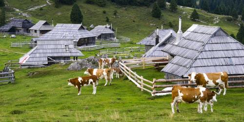 Jour-15-Velika-Planina-88