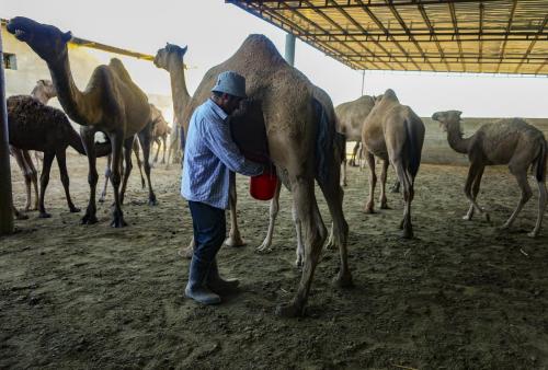 Porasht-lac-camels-36