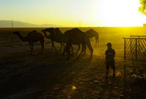 Porasht-lac-camels-61
