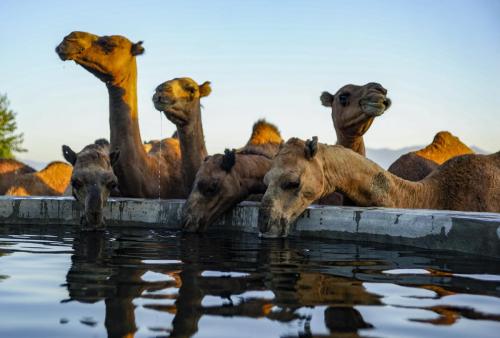 Porasht-lac-camels-71