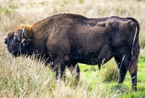 bison-0
