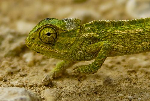 cameleon2