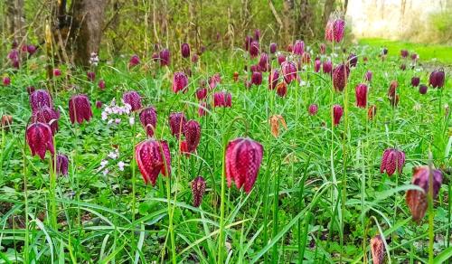 fritilaires-pintades