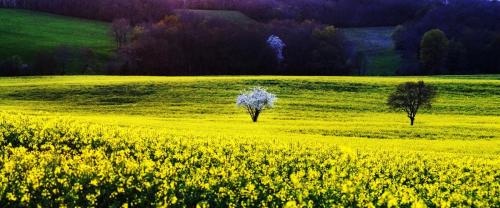 pruniers-fleuris-paysage-4