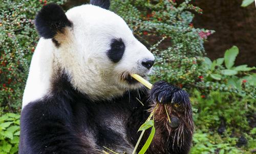Panda - zoo de Beauval - FRANCE